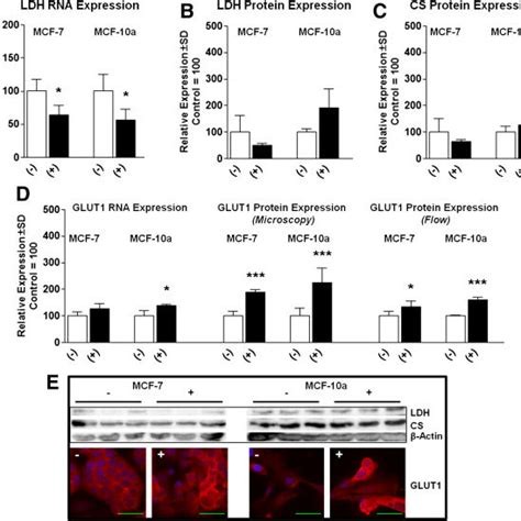 β Alanine Alters Glycolytic Related Gene Expression In Breast