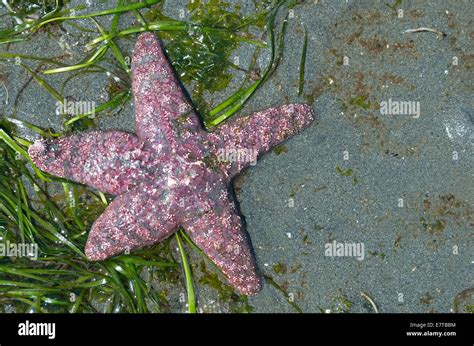 Purple Starfish Amongst Sea Grass Laying On Shoreline Of Ocean Stock