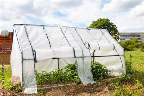 Mini greenhouse in the country. Young chili plants grown from seeds in ...