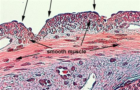 Histology Exam 1 Lab Epithelial Tissues Flashcards Quizlet