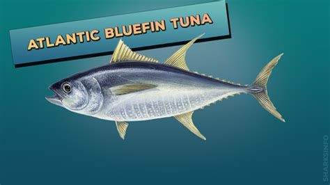 Are Atlantic Bluefin Tuna Endangered? - sharksinfo.com