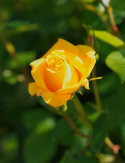 Yellow Beauty Nuremberg Germany Igor Kudryashov Flickr