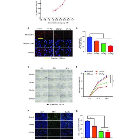 Agr Inhibits Hct116 Cell Proliferation And Invasion By Modulating Download Scientific Diagram