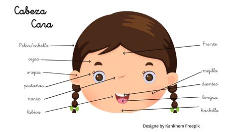 Partes Externas De La Cabeza La Cabeza