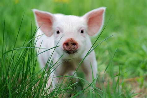 Tipos De Carne De Cerdo Y Todas Sus Propiedades Bartalent