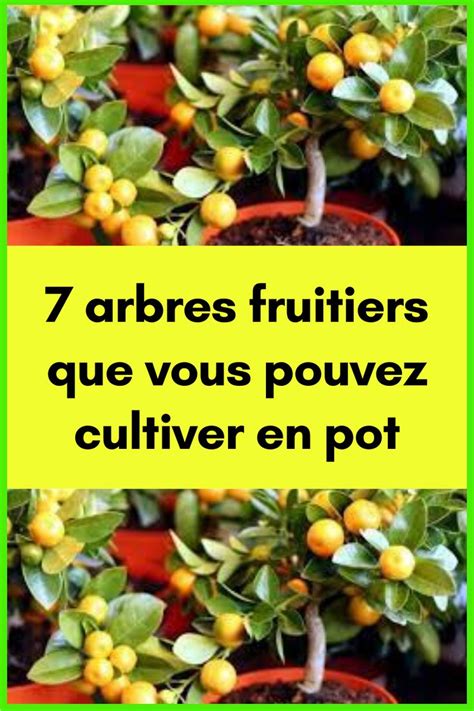 Arbres Fruitiers Que Vous Pouvez Cultiver En Pot Arbre Fruitier