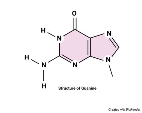 Guanine: Structure, Definition, & Functions I Research Tweet