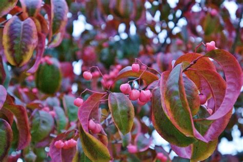 Plantfiles Pictures Euonymus Species Fleshy Flowered Spindle Tree Euonymus Carnosus By