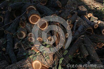 Old Dangerous Trees Are Being Cut Down In Cities Royalty Free Stock