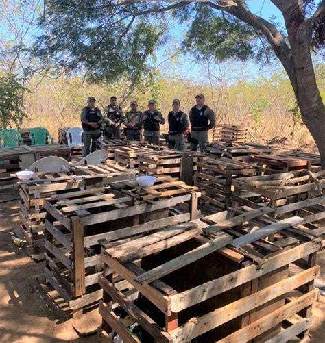 S O Pedro Do Piau Pol Cia Militar Flagra Encerra Rinha De Galos E