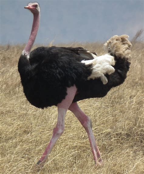 The Top 10 Largest Flightless Birds From Around The World