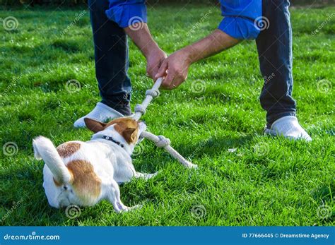 Un Cane Che Gioca Con Il Suo Proprietario Tirando Una Corda Immagine