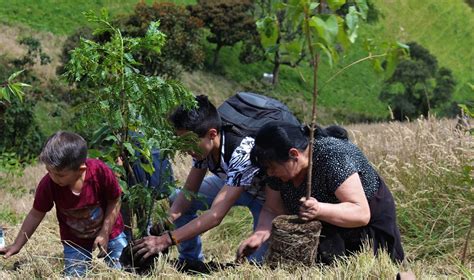 Tour Plantar árboles Sembrar Bosques Responsabilidad Ambiental