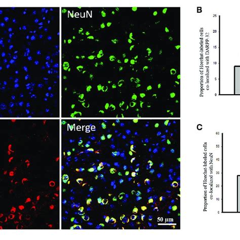 A Transplanted IPS NSCs Survived And Differentiated Into Mature