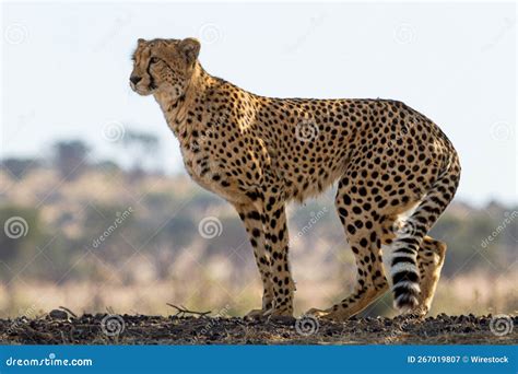 Beautiful Shot of a Wild Spotted Cheetah in the Wild Stock Image ...