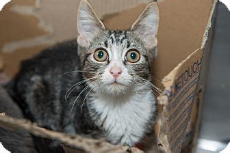 New York Ny Domestic Shorthair Meet Tulip A Cat For Adoption Pet