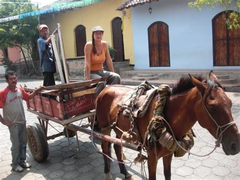 Stray Dogs Paintings On Show In Granada Empty Nesters On A Green