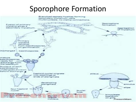 (Mushroom) Mucor life Cycle,