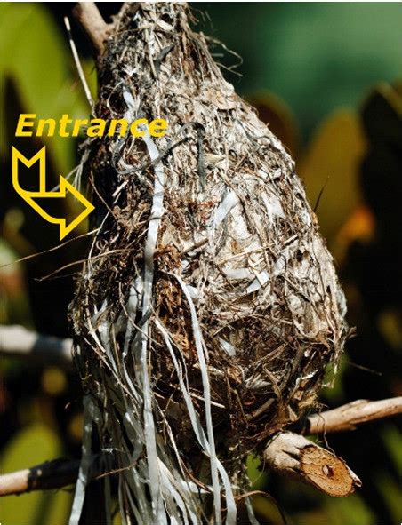 The Nest Of The Eastern Miombo Sunbird Showing The Plastic Strips