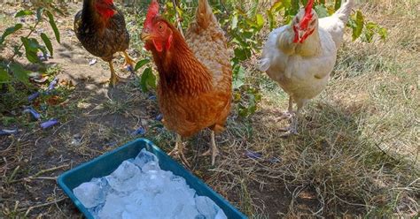 Est ce que les poules se baignent quand il fait très chaud Comment