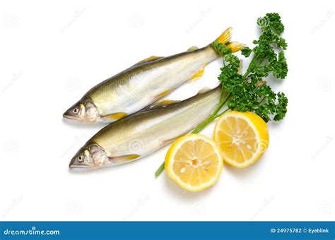 Ayu stock photo. Image of sweet, food, aquatic, eating - 24975782