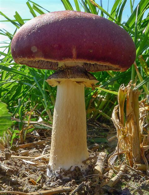 Nature and more: King Stropharia or Wine Cap - Stropharia...