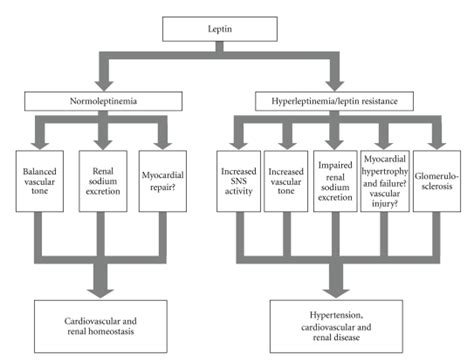 Cardiovascular And Renal Actions Of Leptin Sns Sympathetic Nervous