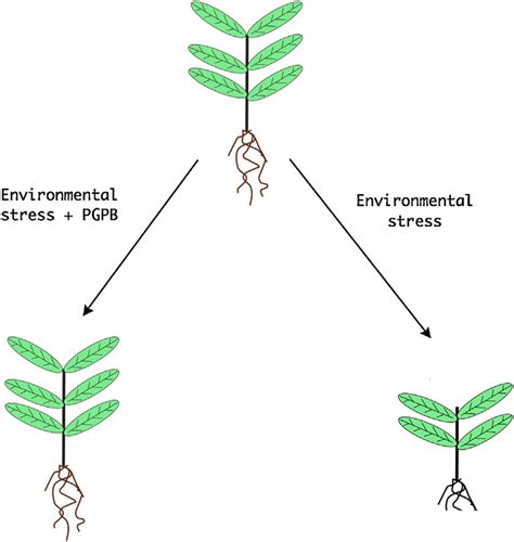 A Schematic View Of The Inhibition Of Plant Growth As A Consequence Of