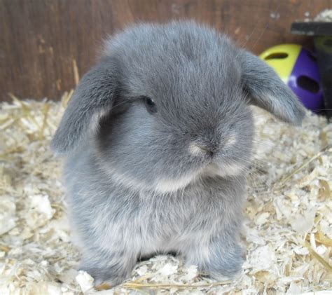 Dwarf Floppy Eared Bunnies