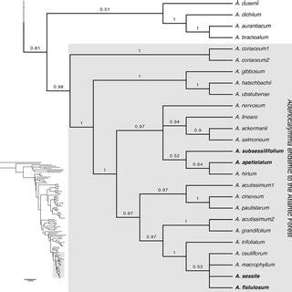 Bayesian Majority Rule Consensus Tree Derived Of The Analysis Of The