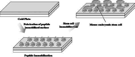 The Schematic Representation Of The Cell Immobilization On