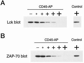 Specific Binding Of Cd Ap To Lck And Zap Using The Respective