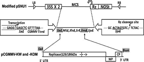 Schematic Representation Of The Construction Of Infectious Cdna Clones Download Scientific