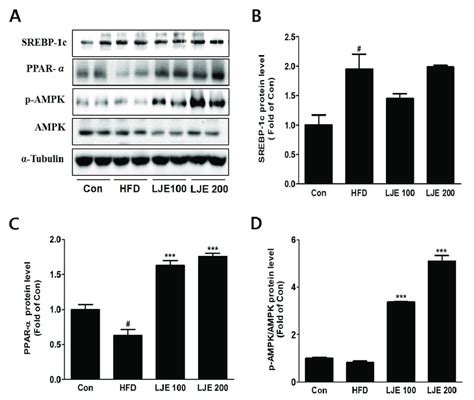 Effects Of Lje On Hepatic Lipid Metabolism In Hfd Fed Mice A D