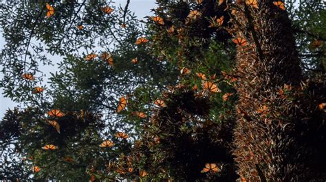 Baja Presencia De Mariposas Monarca En M Xico Unotv