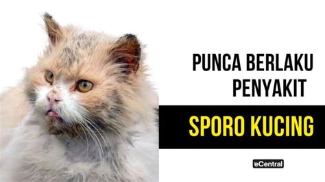 Sporo Kucing Punca Gejala Rawatan Cara Mengatasi