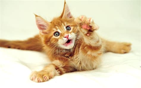 Cute Cats #9 | Cute Cats