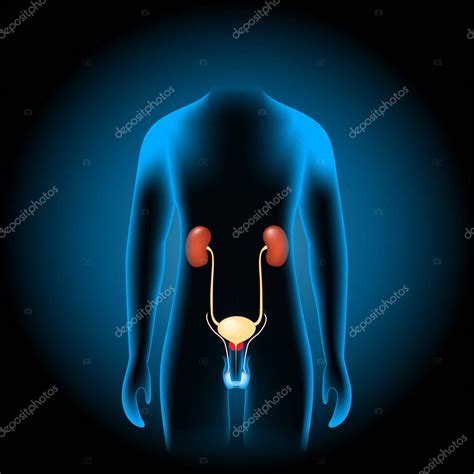 El Sistema Genitourinario Masculino Consiste En Los Riñones Los