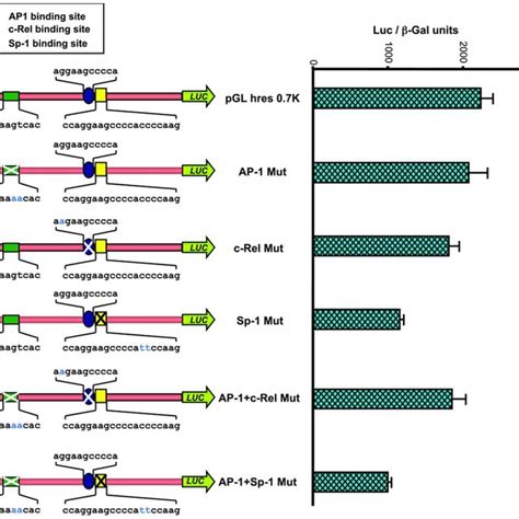 A Super Shift Assay With Antibodies To Sp1 Sp3 Sp4 Pparγ Atf 2 Download Scientific