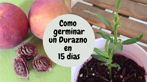 COMO GERMINAR UN DURAZNO EN 15 DIAS How To Germinate A Peach Tree