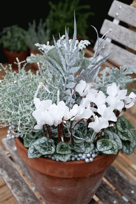 Best Winter Plants For Pots 17 Bright Ideas For Cold Weather Containers