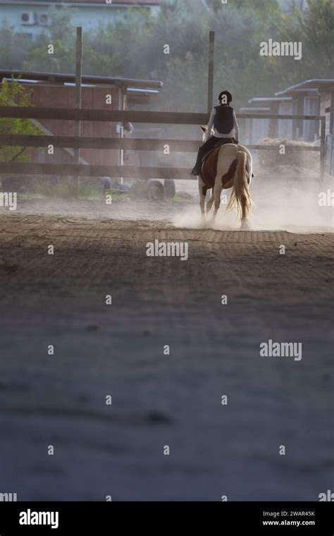 trotting horse for show jumping training Stock Photo - Alamy