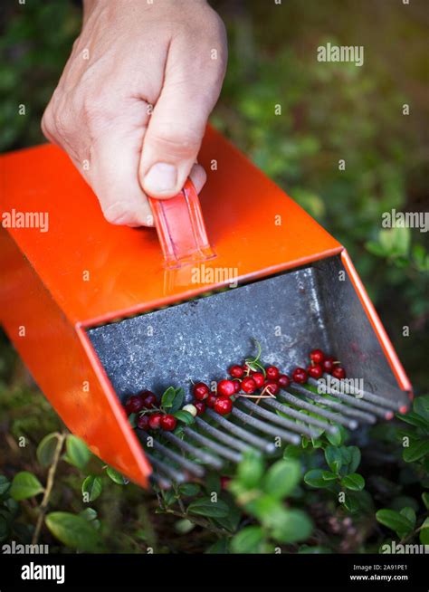 Hand picking fruits hi-res stock photography and images - Alamy