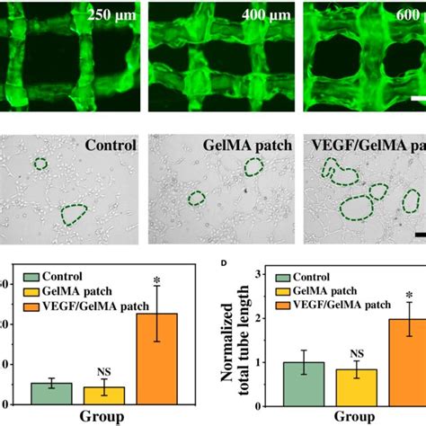 Fabrication And Characterization Of The 3D Printed Janus Hydrogel