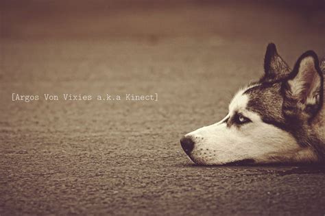 Dog Quotes Wallpapers - Wallpaper Cave