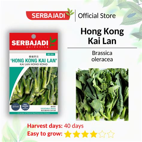 Serbajadi Vegetable Seed Hong Kong Kai Lan Biji Benih Sayur Kai Lan