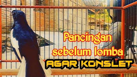 Pancingan Kacer Gacor Full Isian Sekali Dengar Kacer Lain Langsung