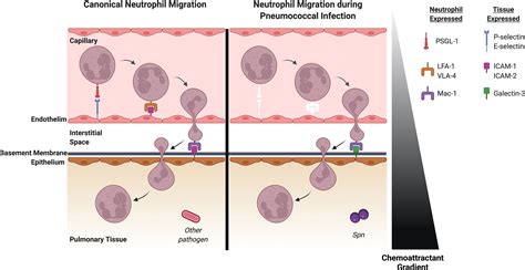 Frontiers Neutrophil Recruitment In Pneumococcal Pneumonia