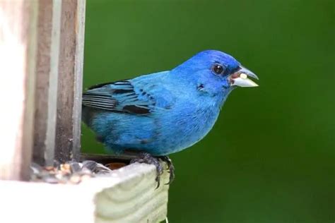 25 Backyard Birds In Missouri Pictures And Facts Bird Feeder Hub