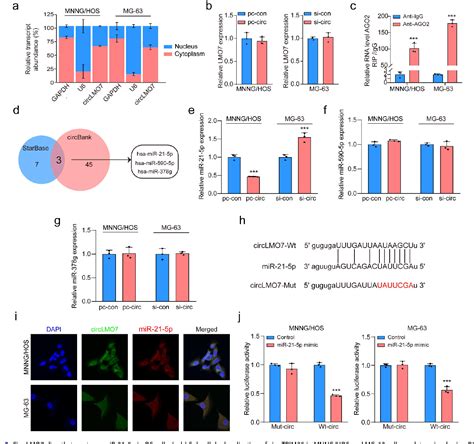 Figure From Exosome Transmitted Circular Rna Circ Lmo Facilitates